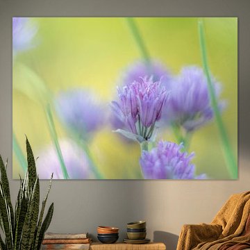 Ciboulette pourpre clair