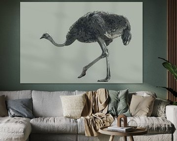 Walking ostrich sur Awesome Wonder