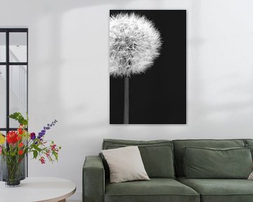 Zwart wit close up van een paardebloem (dandelion) van Natascha Teubl