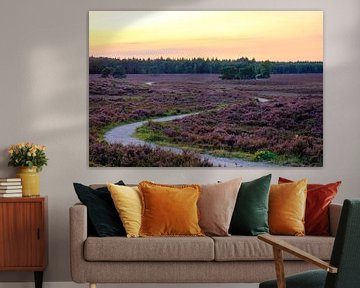 Blooming Heather plants in Heathland landscape during sunset by Sjoerd van der Wal Photography