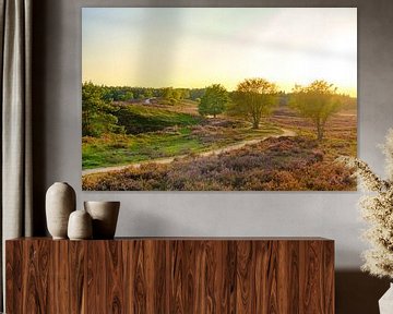 Blooming Heather plants in Heathland landscape during sunrset in by Sjoerd van der Wal Photography