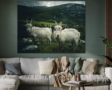 Norwegian goats van Jip van Bodegom