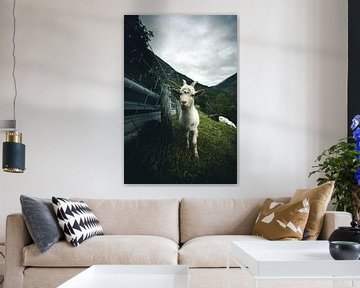 Norwegian goat von Jip van Bodegom