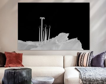 Amaryllis