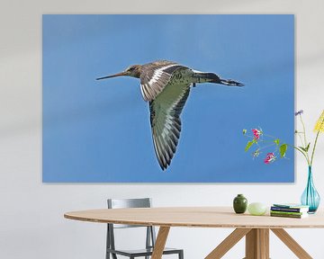 Grutto in vlucht van Gerjan Petter