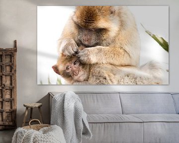 Barbary macaques von Bas Ronteltap