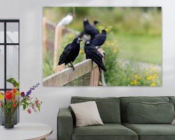 Portrait van zwarte raven die zij-aan-zij op een hek zitten