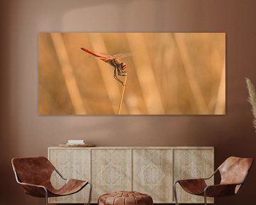 Red dragonfly on the lookout by Bas Ronteltap