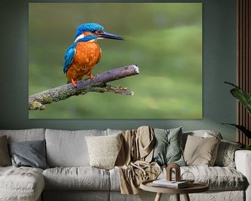 IJsvogel zittend op een tak met uitzicht op een kleine vijver van Sjoerd van der Wal Fotografie