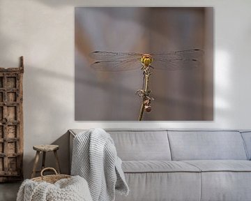 Steenrode heidelibel von Alex Davidse