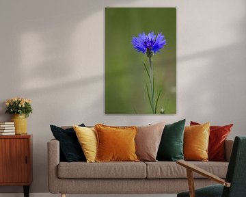 Korenbloem in het veld. sur Henny van Riel