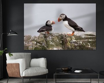 Puffin Talk by Claudia van Zanten