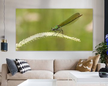 Green dragonfly von Bas Ronteltap