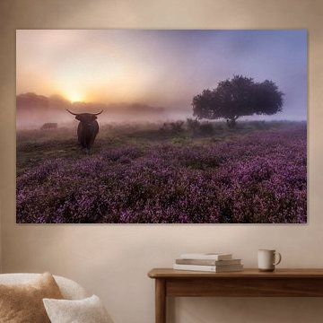 Sunrise at Westerheide Hilversum with its Scottish Highlanders by Dennisart Fotografie