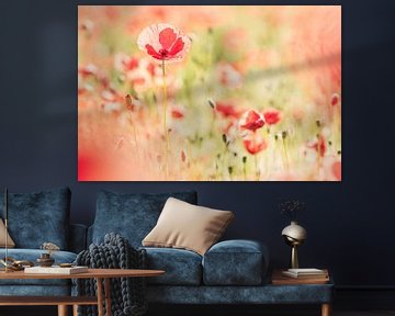 Poppy power van Francois Debets