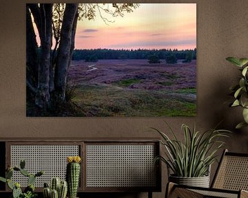 Bloeiende Heide in een heidelandschap landschap tijdens zonsondergang van Sjoerd van der Wal