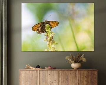 Velparelmoervlinder op poppenorchis van Francois Debets