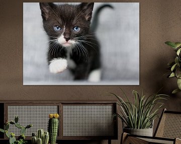 Kätzchen geht auf dich zu von Christa Thieme-Krus