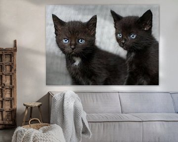 Twee kleine zwarte kittens