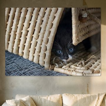 Curious kitten in wicker basket.