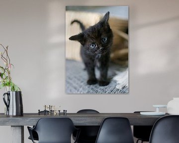 Nieuwsgierig zwarte kitten met rieten mand op achtergrond