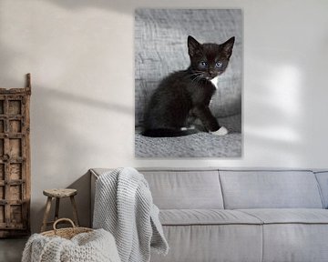 Klein zwartwit kitten op grijze bank van Christa Thieme-Krus