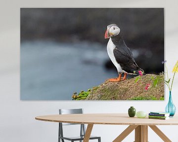 Puffin on a rock by Menno Schaefer