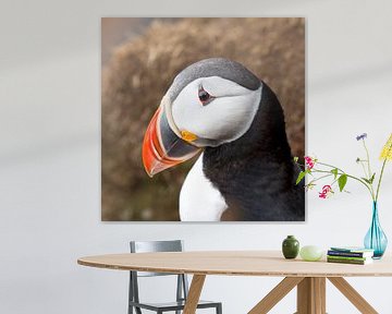 Papegaaiduiker op een rots van Menno Schaefer