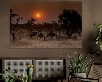 Wildebeests at Sunrise sur Claudia van Zanten