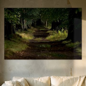 boslaantje net na een regenbui