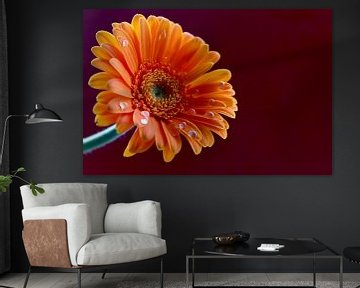 Oranje Gerbera bloem  van Anita Moek