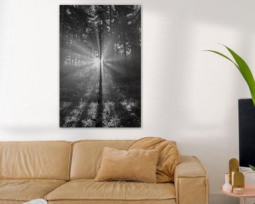 Zonnestralen in het bos van Elroy Spelbos Fotografie