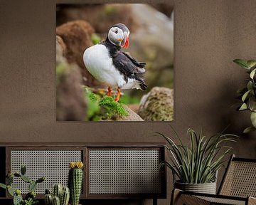 Der Papageientaucher ist gerade auf einem Felsen gelandet von Menno Schaefer