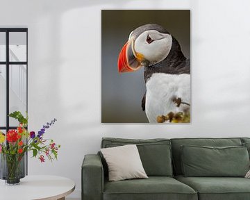 Portret van een papegaaiduiker van Menno Schaefer