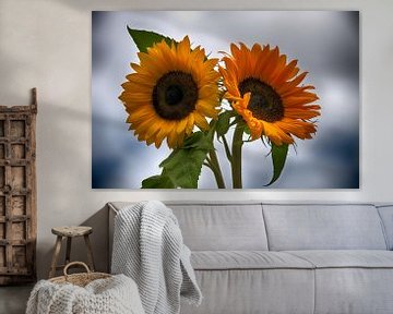 two sunflowers
