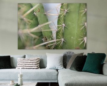 Cactus van Loorsin