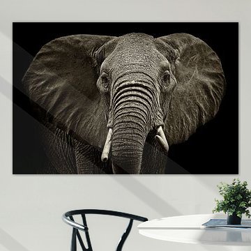 Olifant van Sasha Donker