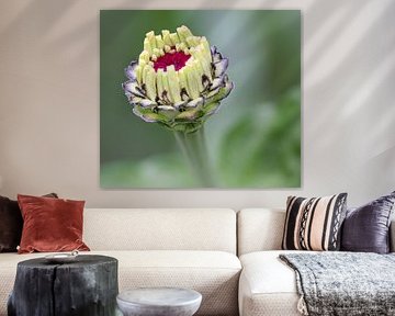 Flowerbud Zinnia
