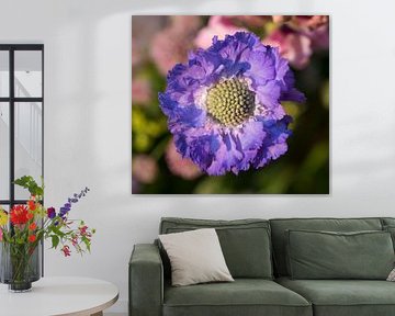 Scabiosa of Duifkruid
