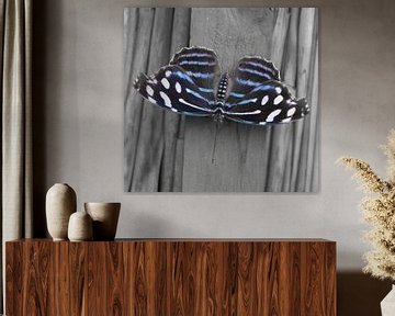 Blue Banded Purplewing Butterfly by Ingrid Ronde