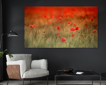 Poppy in red by Carol Thoelen