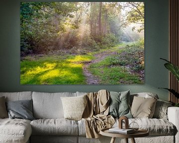 Zonnestralen in het bos van Ruud Morijn