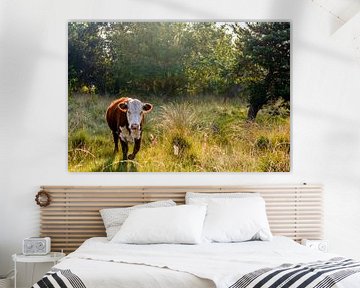 Hereford koe in een Nederlands natuurgebied van Ruud Morijn