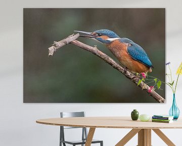 IJsvogel nijdig op een takje van Michel de Beer