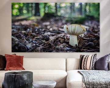 Pilz im Wald von Martzen Fotografie