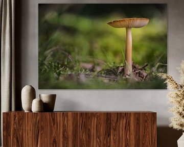 Mushroom by Martzen Fotografie