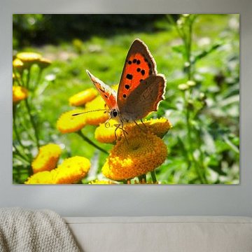 Bruine vuurvlinder (lycaena tityrus)