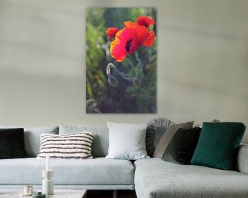 Red Poppy