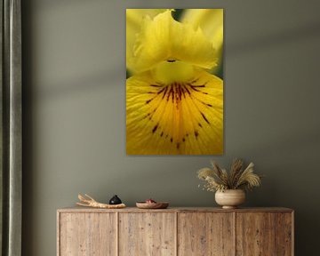 Yellow iris by Lisette Tegelberg - Zegwaard