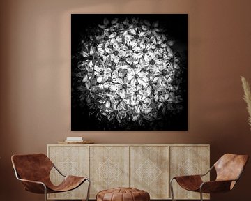 closeup van een bloem in zwart-wit